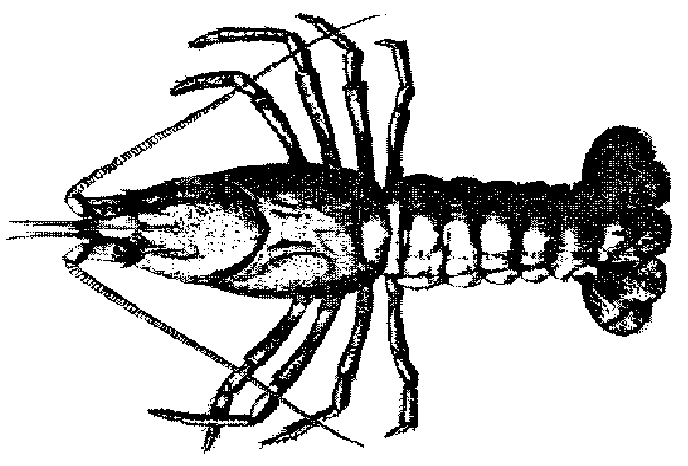 paclob (98K)